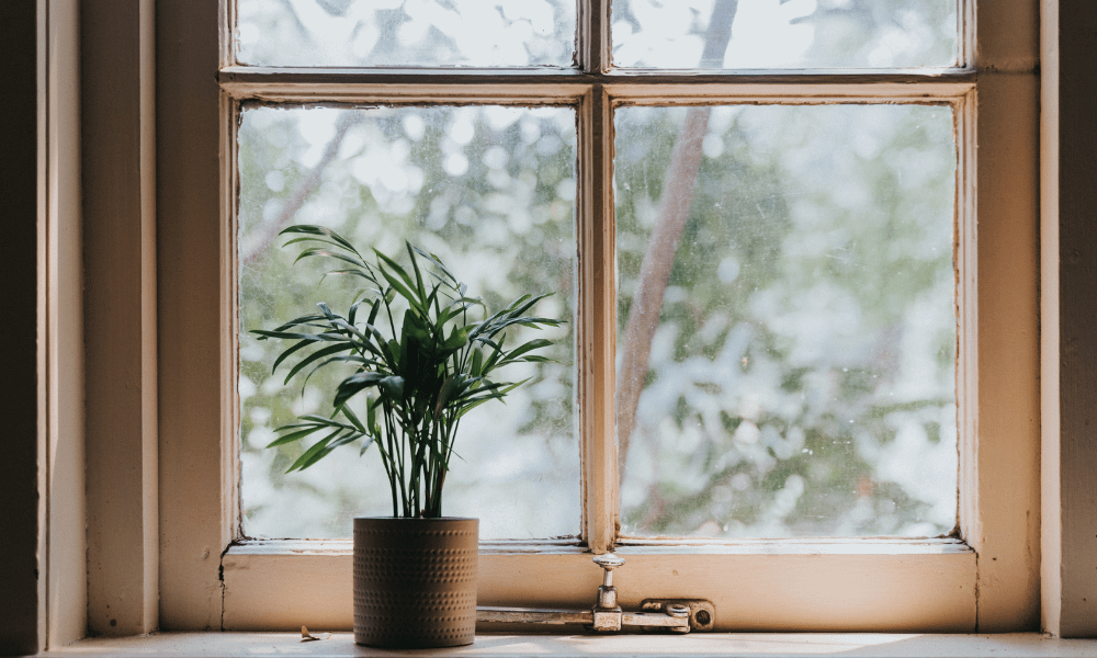 Decide the light exposure your plants need | Mohit Bansal Chandigarh