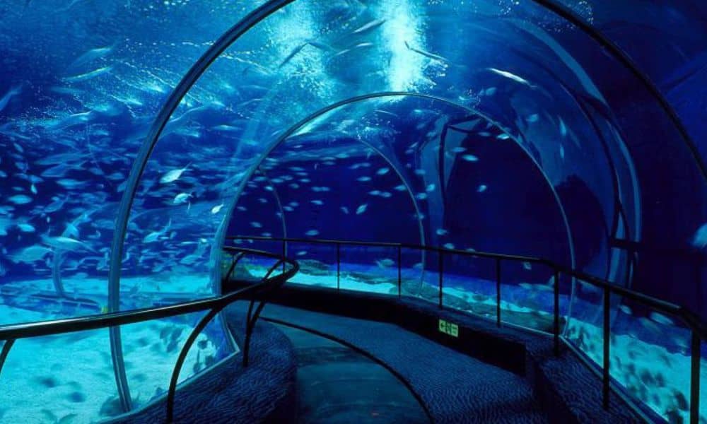 Shanghai Ocean Aquarium Mohit Bansal Chandigarh