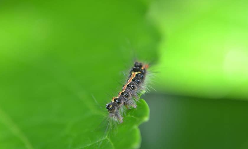 Regular pest controls | Mohit Bansal Chandigarh